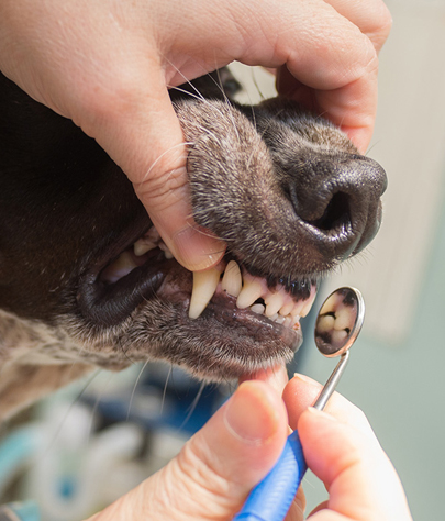 Fullerton Dog Dentist