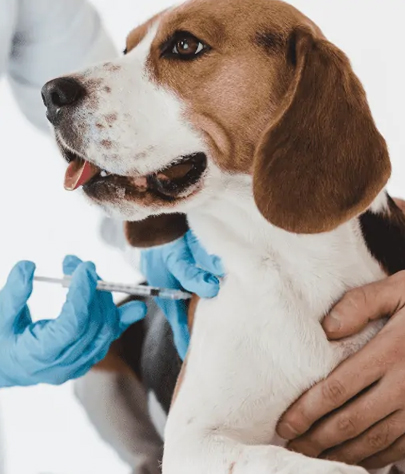 Dog Vaccinations in Ali Chuk