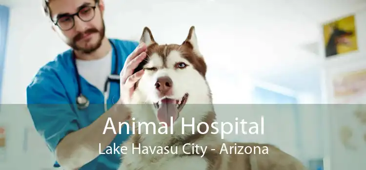 Animal Hospital Lake Havasu City - Arizona