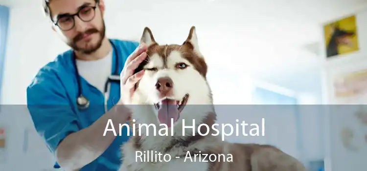 Animal Hospital Rillito - Arizona