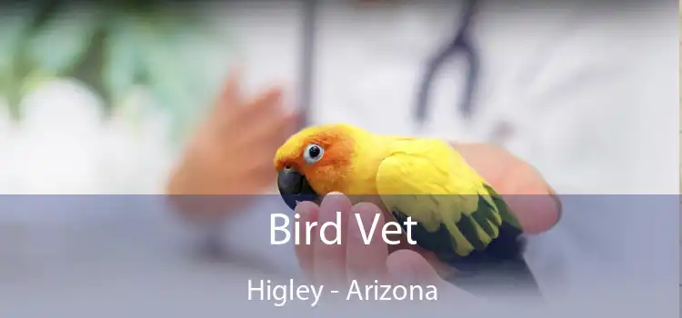 Bird Vet Higley - Arizona