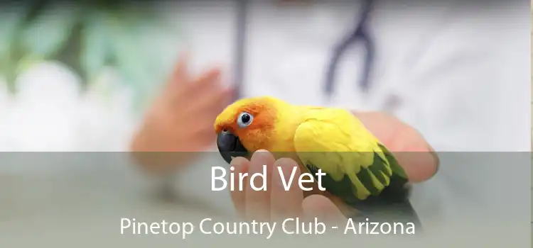 Bird Vet Pinetop Country Club - Arizona