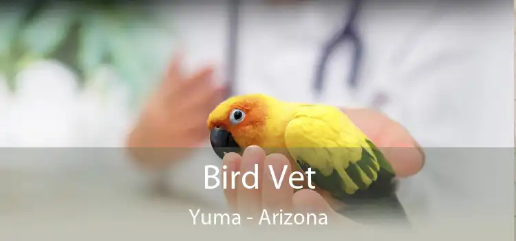 Bird Vet Yuma - Arizona