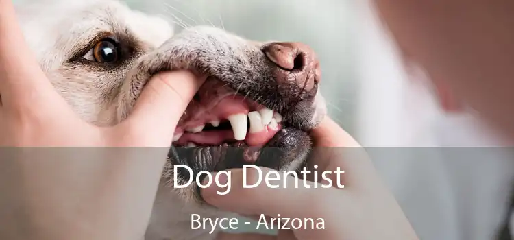 Dog Dentist Bryce - Arizona