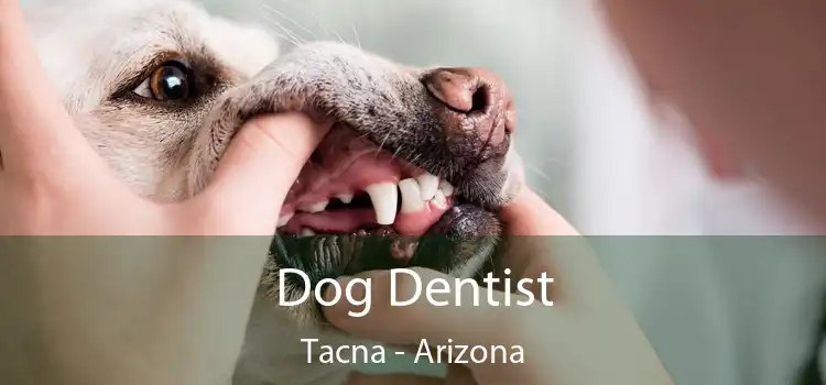 Dog Dentist Tacna - Arizona