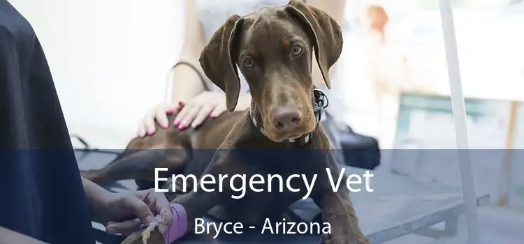 Emergency Vet Bryce - Arizona