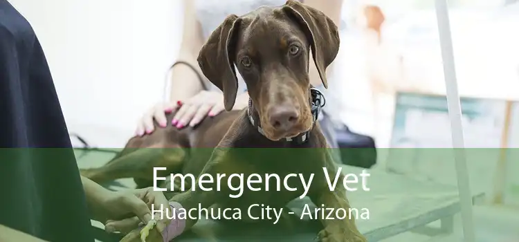 Emergency Vet Huachuca City - Arizona