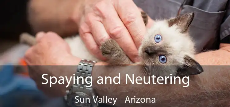 Spaying and Neutering Sun Valley - Arizona