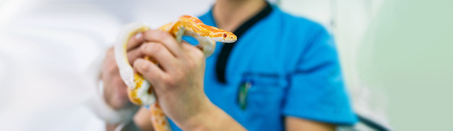 Reptile Vet Kingman - 24 Hour Reptile Vet Near Me